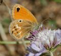 Coenonympha corinna